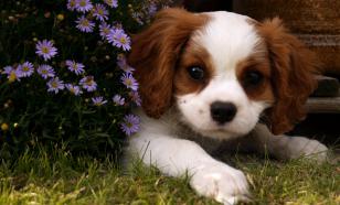 Кинолог Голубев назвал причины страхов у щенков