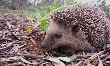 Забудьте о яблоках на спине: рассекречиваем мифы и реальность жизни восточного ежа