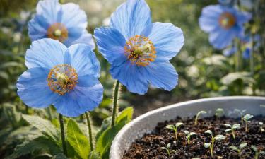 Меконопсис требует январского посева из-за долгого роста
