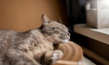 Ночные движения кошки выглядят жутко: то, что происходит дальше, пугает хозяев