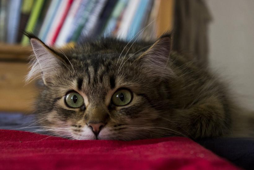 Сибирский кот Сибирский кот