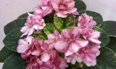 Фиалка может погибнуть при обрезке зелёных листьев — мнение экспертов