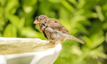 Буревестники летят к зарождающимся штормам