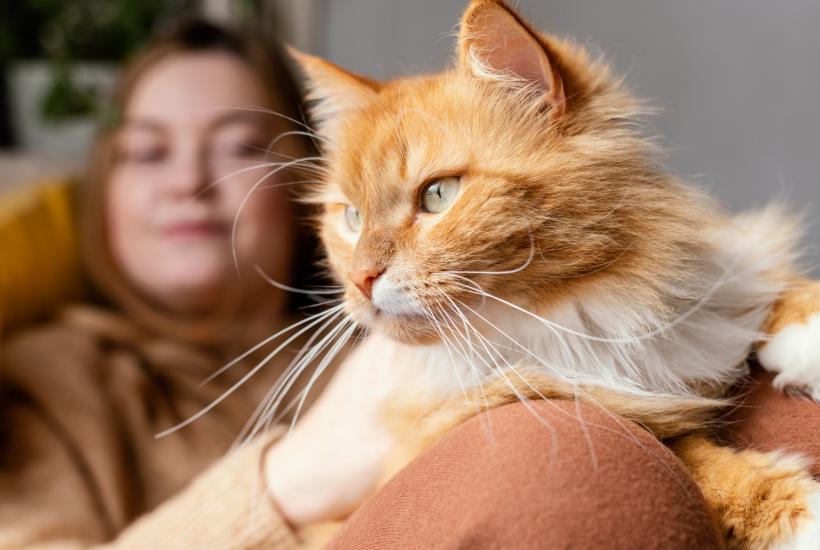 Кошка Кошка