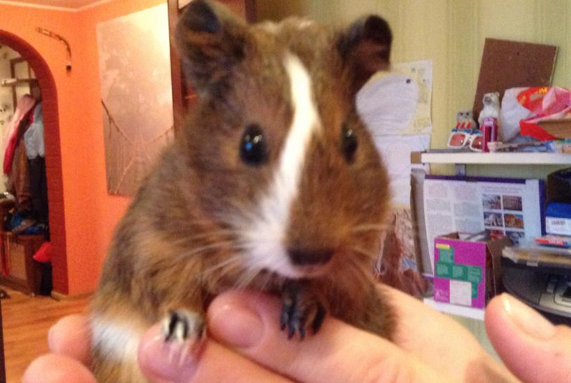 Guinea pig closeup