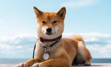 Не допустите ошибок: как подготовить собаку к выставке и соревнованиям за 30 дней