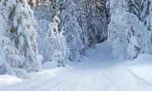 Пропавшие в тайге Усольцевы: теперь их телефон выдаёт шокирующую правду