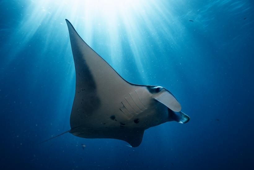 Скат под водой