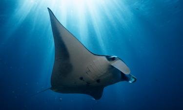 Молодые манты служат мобильным убежищем для рыб — исследователь Эмили Йегер