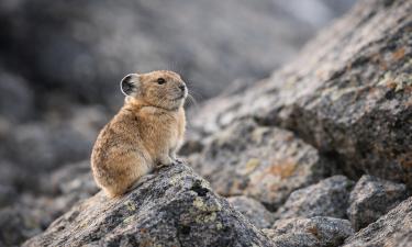 В Колорадо сократилось число молодых американских пищух — учёный Крис Рэй