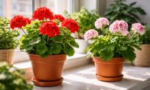 Герань больше не капризничает: схема черенкования, которую легко повторить дома