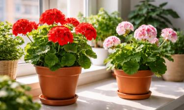 Герань больше не капризничает: схема черенкования, которую легко повторить дома