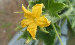 Народное средство против главных врагов огурцов