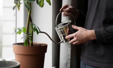 Тяжёлые металлы из старых труб ухудшают рост комнатных растений