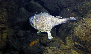 Самец глубоководного удильщика срастается с телом самки — National Geographic