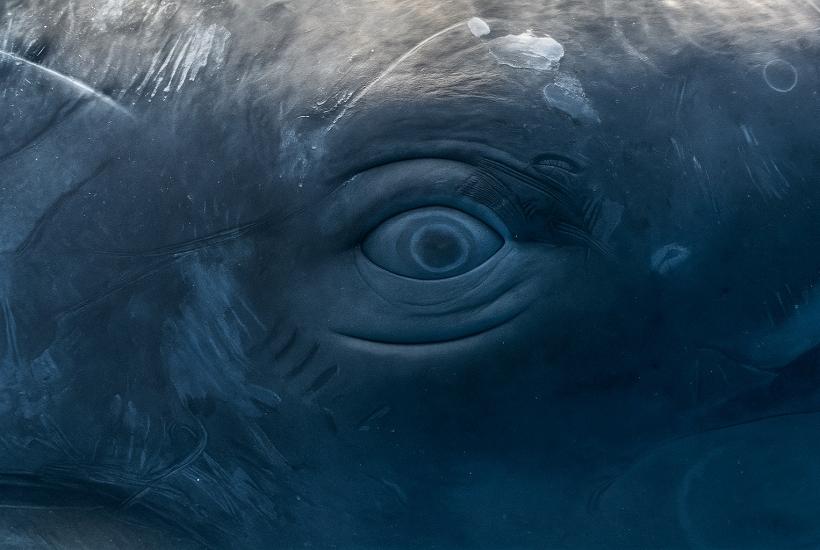 Подводный кит