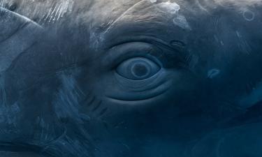 Клюворылы охотятся в глубоководных слоях океана — зоолог Саша Хукер