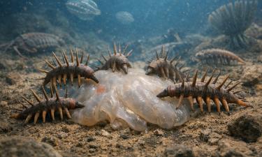 Галлюцигения и её рацион: как древнее существо питалось 500 млн лет назад