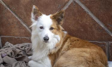 Крупные породы считаются пожилыми уже с 8 лет