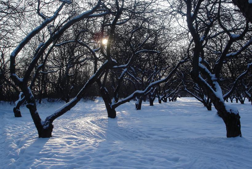 Мыши под снегом и яблони в осаде: зимняя хроника войны, о которой вы не услышите по ТВ