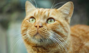 Мыть или не мыть: спор, который разделил владельцев котов