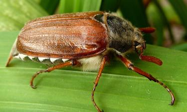 Личинки майского жука поедают корни деревьев и вредят урожаю