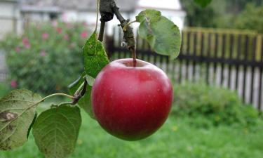 Тень великой яблони: найдены артефакты из дома матери Ньютона