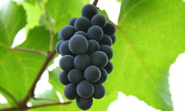 Сорт винограда "Альфа" выдерживает –30 °C и устойчив к болезням.