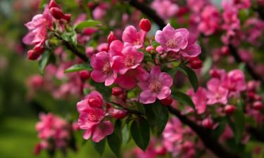 Лучшие плодовые и декоративные деревья для участка: советы ландшафтного дизайнера