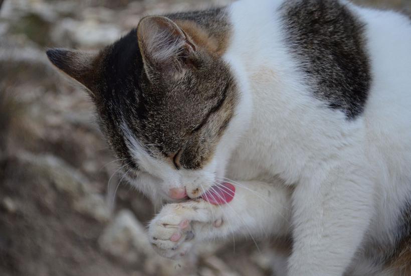 Кошка