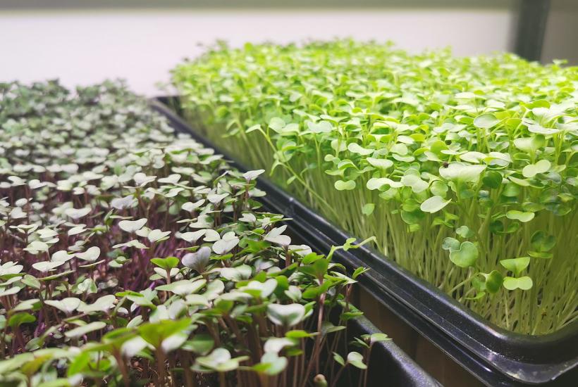 Микрозелень