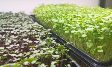 Пищевая ценность семян увеличивается при проращивании — Mein schöner Garten