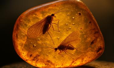 В Испании описали новый вид ископаемой осы возрастом 105 млн лет — O Antagonista