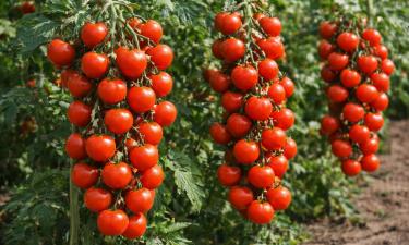 Не томат, а летняя машина урожая: по 30 плодов на кисти, и плодоносит до холодов