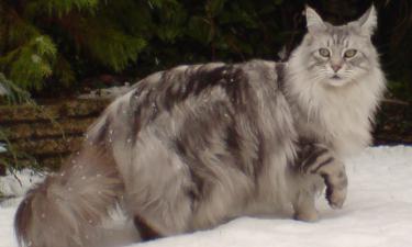 Самые большие домашние кошки: кого не удержать на руках