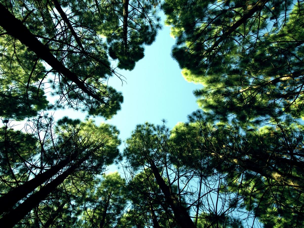 Британская Drax использует вековые леса для генерации электроэнергии — Guardian