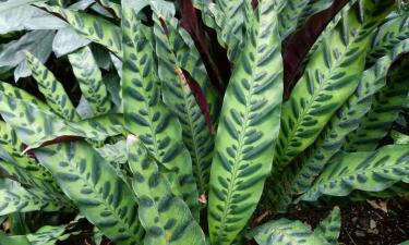 Кошки чувствительны к токсичным комнатным растениям — Mein Schoener Garten