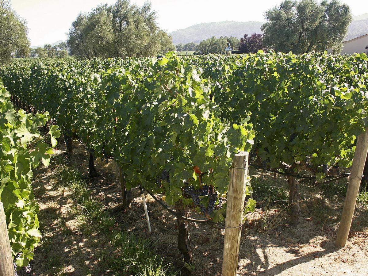 В Севастополе зарегистрировано 23 предприятия вина вместо 15 год назад департамент