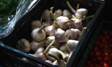 Один зубчик — как золотой слиток: вот почему садоводы делят головку с благоговением