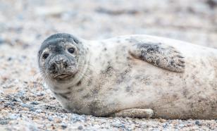 Биологи нашли место размножения самого редкого в мире вида тюленей