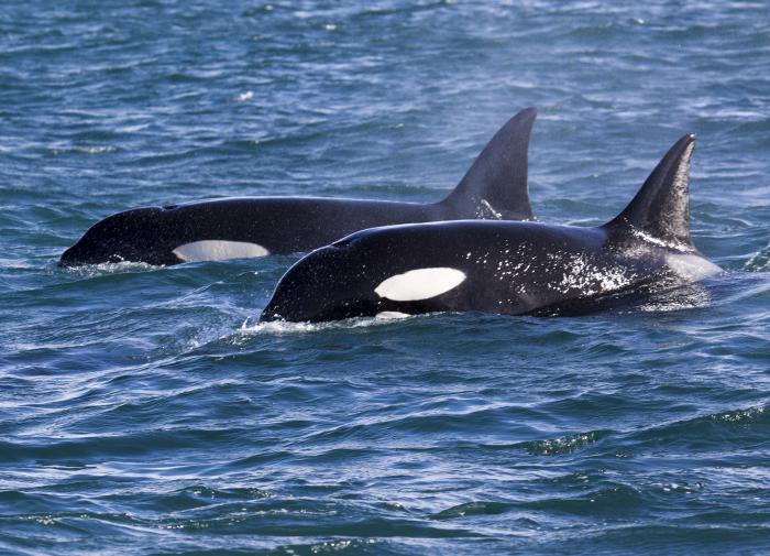 Канадские ученые обнаружили новую популяцию касаток у берегов Калифорнии
