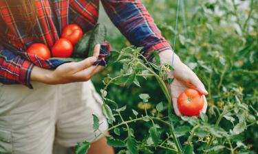 Томаты, которым позавидуют все соседи: молоко и йод спасают урожай от катастрофы