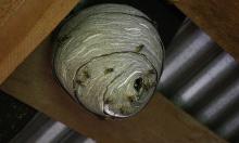 Живут под крышей и атакуют летом: почему сбивать гнездо — худшее, что можно придумать