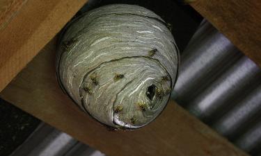 Живут под крышей и атакуют летом: почему сбивать гнездо — худшее, что можно придумать