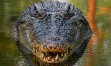 Осушение болот угрожает популяции томистомы — биологи