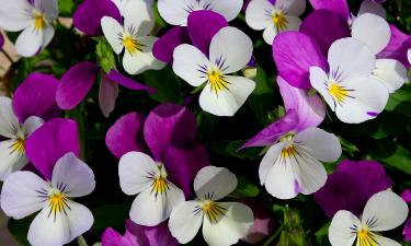 Фиалки предпочитают умеренное освещение и влажную почву — Ciceksel