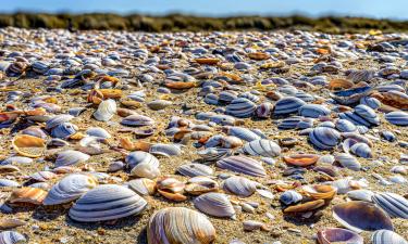 Пришельцы в Калифорнии: океан выбросил редких существ на берег — очередной подарок природы