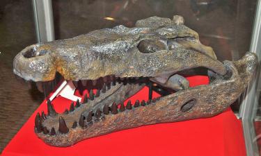 Яичная скорлупа открыла миру вымерших крокодилов Австралии