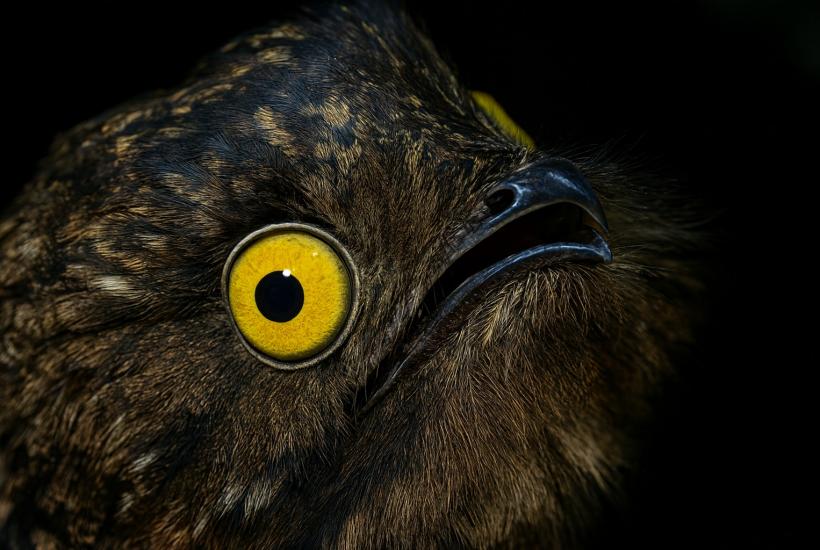 Козодой крупным планом