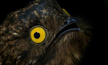 В древности козодоев считали адскими созданиями ночи